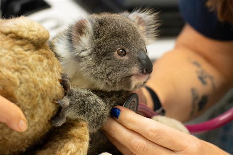 Launching our new website - Friends of the Koala