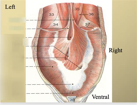 thorax anatomy Diagram | Quizlet