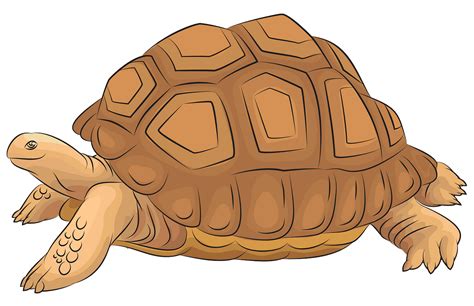 Desert Tortoise Clipart