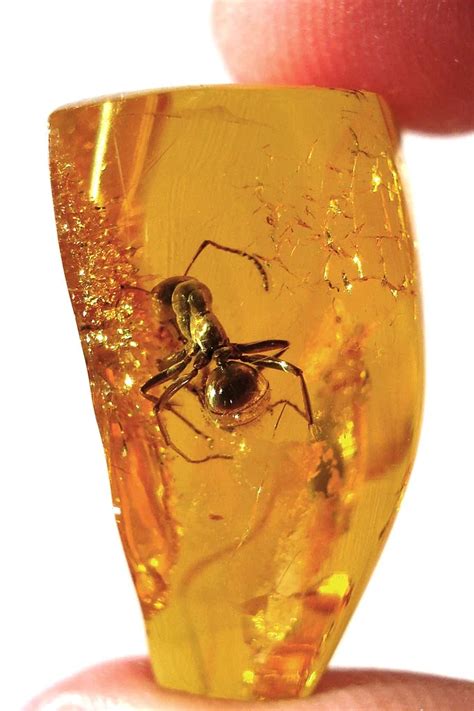 Secrets of Dinosaur Ecology discovered in fragile amber