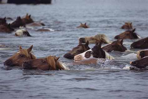 Wild Chincoteague Ponies Swim Photograph by Medford Taylor