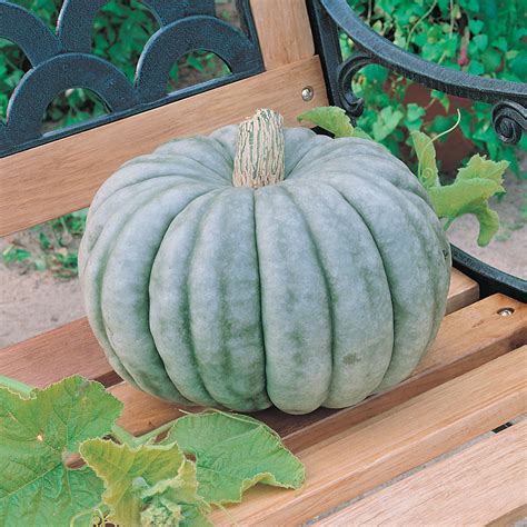 Jarrahdale Pumpkin Seeds | Gardenchamps.com