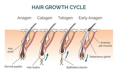 The Ultimate Guide to Hair Growth Cycles | Hair growth cycle, Human hair growth, Keto hair loss