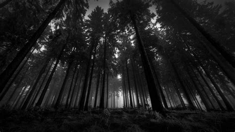 2560 X 1440 Dark Forest Wallpapers - Top Free 2560 X 1440 Dark Forest Backgrounds - WallpaperAccess