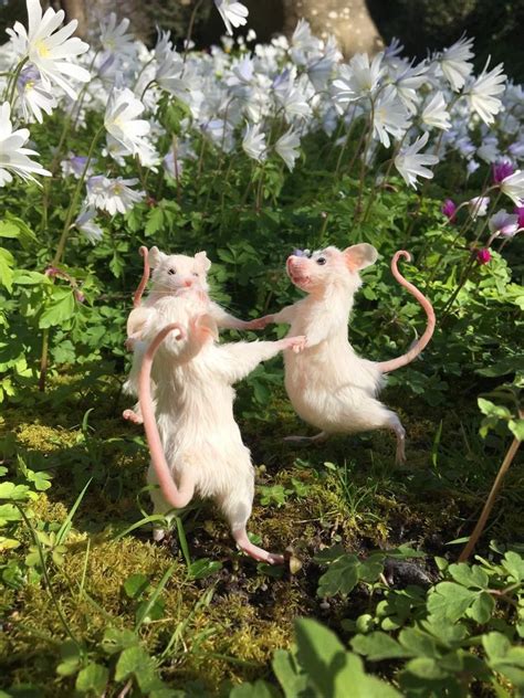 Dancing Mice - Etsy | Dieren, Grappig, Foto's