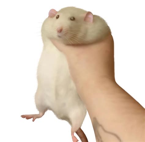 Holding Fat Rat Meme HD by Pacbryan on DeviantArt