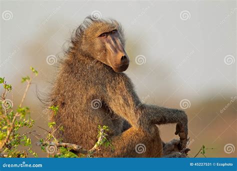 Chacma Baboon Papio Ursinus Or Cape Baboon Red Behind Close Up Walking ...