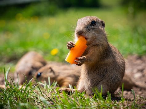 brown squirrel eating yellow fruit photo – Free Eating Image on Unsplash