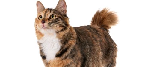 Kurilian Bobtail Cat Breed Information - PetsTime