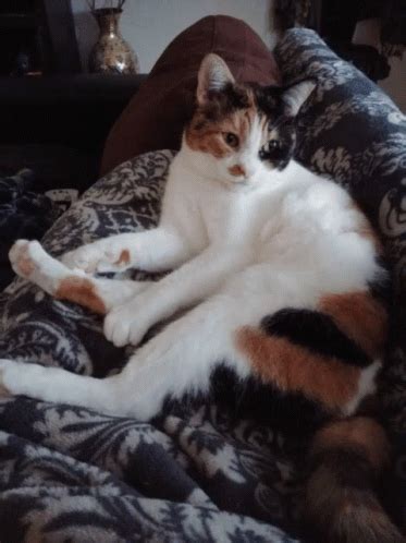 Lazy Calico GIF - Lazy Calico Cat - Discover & Share GIFs