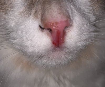 My Cat Is Bleeding From His Nose