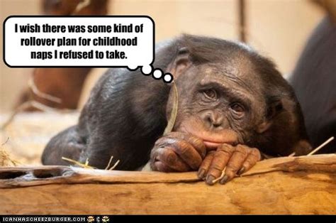 Animal Comedy - chimpanzee - Animal Comedy - Animal Comedy, funny animals, animal gifs - Cheezburger