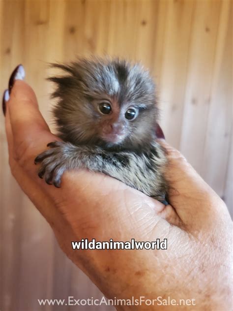 Marmoset for Sale