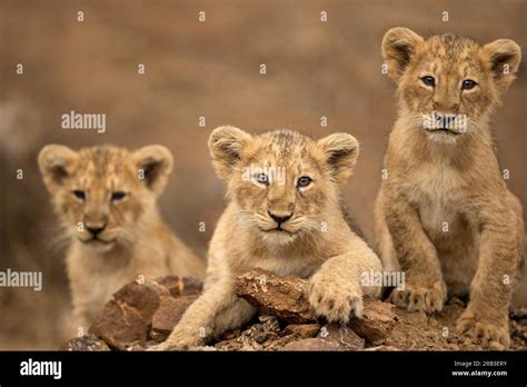 Beautiful Asiatic lion cubs Gir National Park & Sanctuary, Gujarat ...