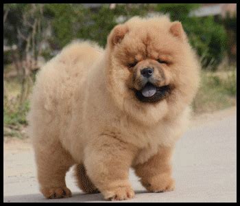 Chow Breeders - Chow Chow Puppies - Canada's Guide to Dogs