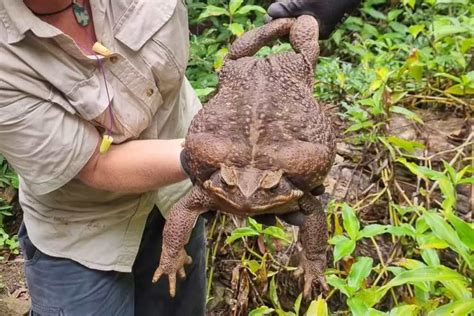 Sapo gigante venenoso com 2,7 kg é encontrado na Austrália