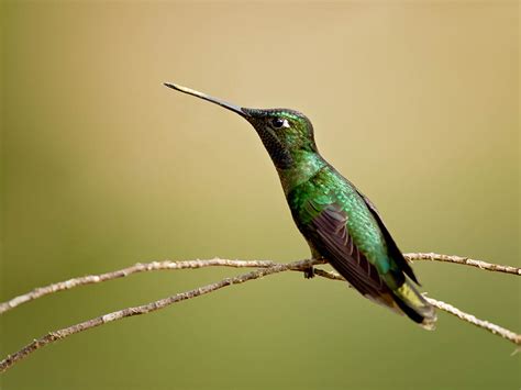 10 Types of Hummingbirds in Arkansas (With Pictures) - Optics Mag