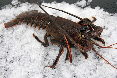 Lobster Habitat and Behavior Information - Frozen Lobster Supplier, Frozen Lobster Meat ...