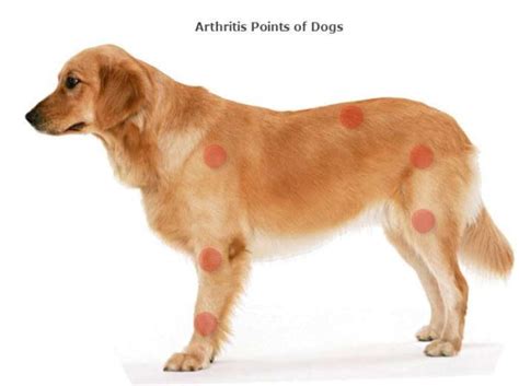 Causes Of Dog Arthritis And How To Treat Arthritis In Dogs | Dimed Laser