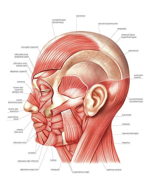 Muscles Of The Head Anatomy - Anatomical Charts & Posters