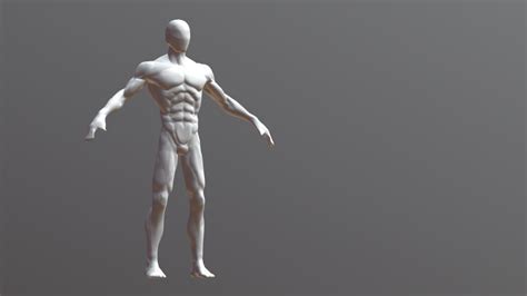 Anatomy study Basemesh Human Male Body - Download Free 3D model by varvarwork [6ef6e7c] - Sketchfab