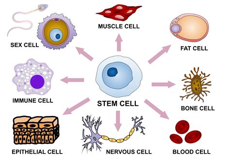 Umbilical cord blood and stem cells: how the gift of life keeps giving | Top Doctors UK