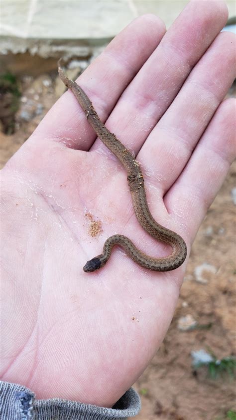 Found this little guy at work today, lucky it didn't get cut in half by my shovel, it was about ...