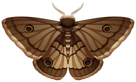 Moth closeup white background 297565 Vector Art at Vecteezy