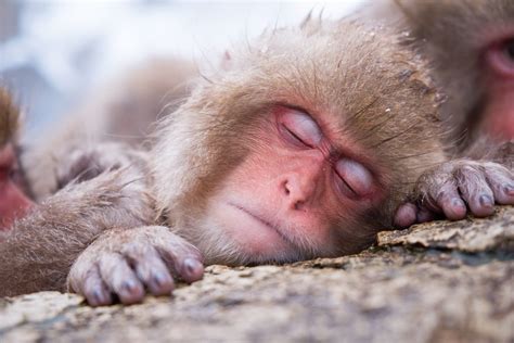 Japanese Macaque