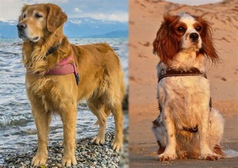 Golden Cavalier (Golden Retriever & Cavalier King Charles Mix): Pictures, Facts & Traits ...