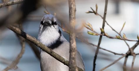 Blue Jays and Squirrels oh my! | Everything's JOK