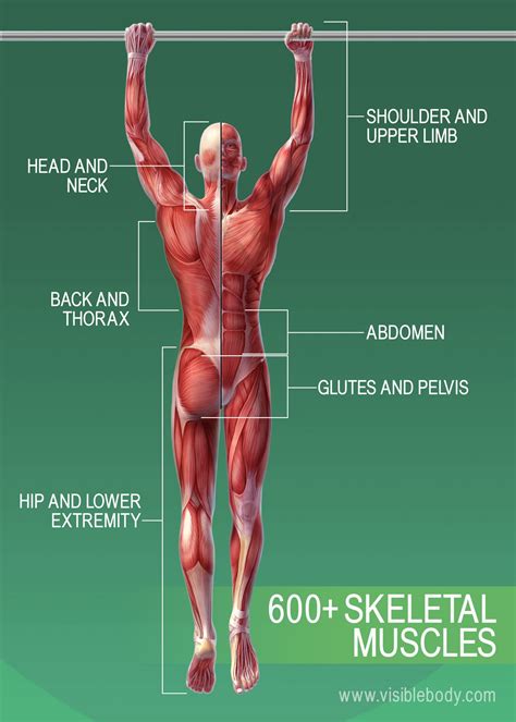 Muscular system | Learn Muscular Anatomy