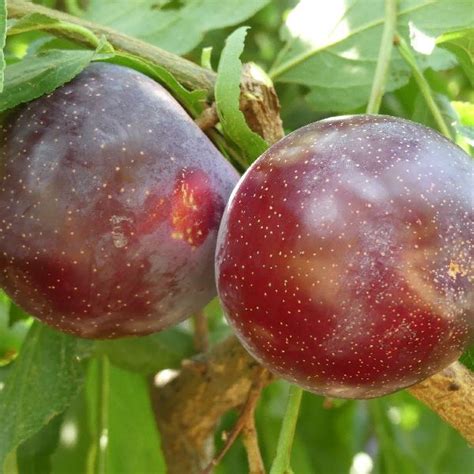 Types of Plum Trees - Best Plum Tree Varieties | Types of plums, Fruit ...