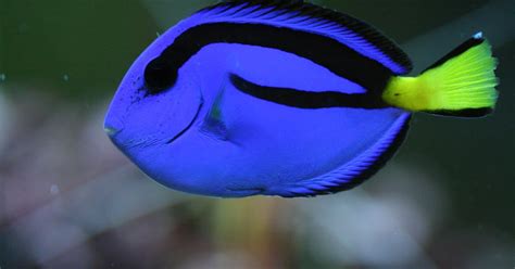 Paul's Reef: How Much is the Dory Fish?