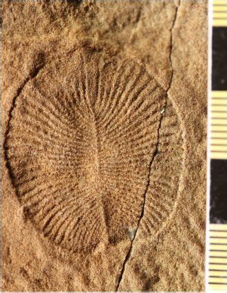 11 Ediacaran fossils ideas | fossils, paleontology, palaeontology