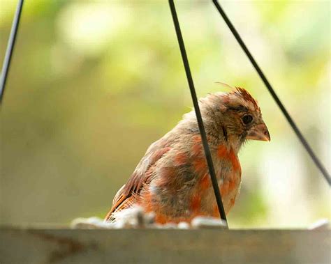 Fun with Wild Bird Feeding: An Intro Guide – Art of Natural Living