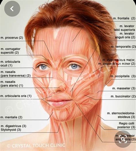 https://www.ncbi.nlm.nih.gov/pmc/articles/PMC4645140/ | Facial muscles anatomy, Facial muscles ...