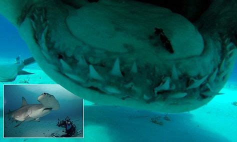 The last thing you see before a hammerhead shark eats you! Brave photographer captures close-ups ...