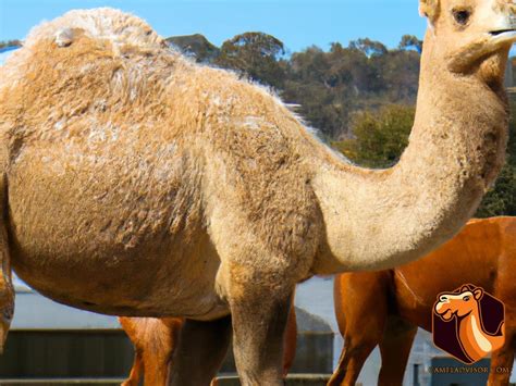 Camels as Pack and Riding Animals: Comparison with Horses