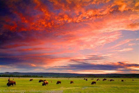 Yellowstone National Park Photos | Photos by Ron Niebrugge