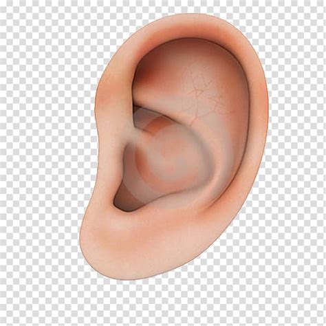 Human Ears Clipart