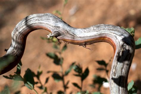 Free Images : branch, wildlife, horn, fauna, close up, snake, serpent, macro photography, scaled ...