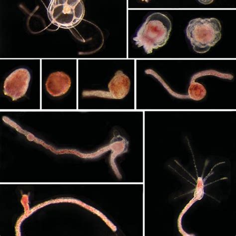 Stages of reverse development in Turritopsis dohrnii. (A) Control... | Download Scientific Diagram