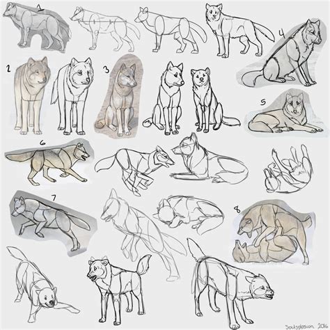 Wolf Anatomy Drawing at PaintingValley.com | Explore collection of Wolf ...