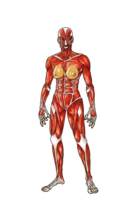 Human Body Systems (Male and Female version) - SkillsCommons Repository