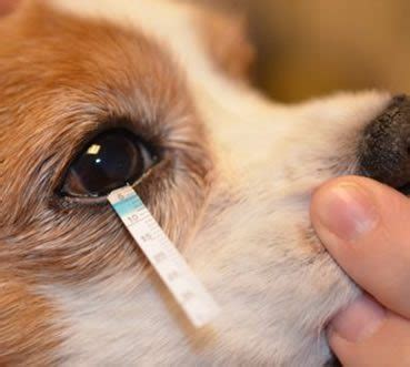 Dry Eye (Keratoconjunctivitis Sicca) - XLVets Ireland