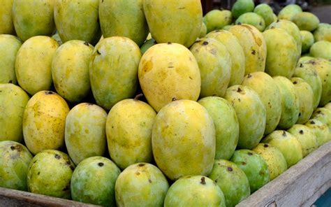 Early Season Mango Varieties / List Of Mango Cultivars Wikipedia : Rich ...