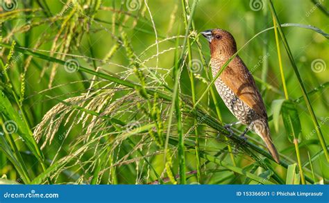 Scaly-Breasted Munia Perching on Grass Stalk and Feeding on Its Seeds Stock Image - Image of ...