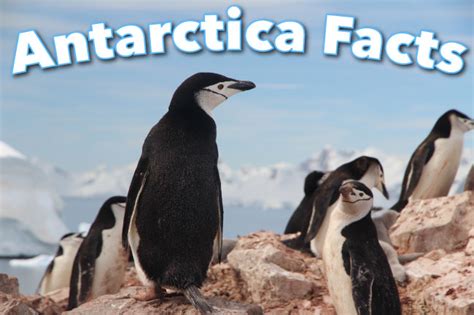 Antarctica Facts For Kids, With Pictures, Information & Video