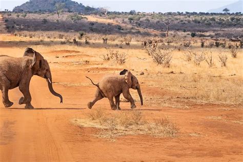 FAUNA DEL DESIERTO » Los Animales Más Comunes De Este Ecosistema